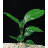 Anubias congensis / košík/