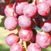 Sadenica Weinrebe Swenson Red 2L