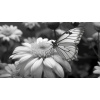 Obraz – Motýľ Na Kvete Čiernobiely – AiArt 16:9