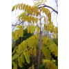 Robinia Acacia žltý stĺpec bresový lipový klon iný (Robinia Acacia žltý stĺpec bresový lipový klon iný)