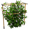Gusta Garden Berry Buddy - šírka 240 cm
