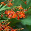 Hľuzy/cibuľky/rizómy krokosmie pomarančovej v hromadnom balení (100ks + 10ks Cibuľa Crocosmie zadarmo Cinnabark Crocosmie)