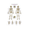 Ľudská kostra - výučbová tabuľa