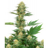 Sensi Seeds Gelato z kanabisových semien #420 Feminized by White Label, 3-10 ks 10 ks