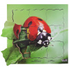 Just Jigsaws 602 Lienka a jej životný cyklus - drevené vrstvené puzzle 19 dielov