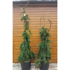Smrek omorikový (Picea omorika ´Pendula bruns´) veľkosť 175-220cm