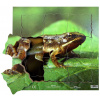 Just Jigsaws 604 Žaba a jej životný cyklus - drevené vrstvené puzzle 19 dielov