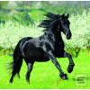 Horses 2026 - nástěnný k…