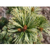 Borovica drobnokvetá Fukai (kontajner C2)
