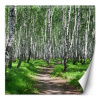 Fototapeta, Březový les stromy příroda - 300x300 cm
