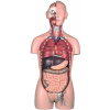 Anatomický model - torzo dvojpohlavné s otvoreným chrbtom , skladá sa z 27 častí