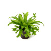 Asplenium amy 13/12 v.25 cm