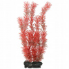 Tetra Myriophyllum heterophyllum (Red Foxtail) 30 cm