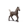 Schleich 81460 Zberateľské žriebä Darcy
