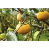 Kaki BIO FloraSelf Bio Diospyros kaki 'Rojo Brillante' výška kmeňa cca 60 cm celková výška 100-120 cm kvetináč 7,5 l