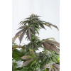 Dinafem Bubba Kush CBD neobsahuje THC 5 semen