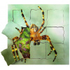 Just Jigsaws 645 Pavúk a jeho životný cyklus - drevené vrstvené puzzle 19 dielov