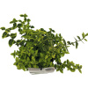 Bršlen Fortunov žltopanašovaný FloraSelf Euonymus fortunei 'Emerald 'n' Gold' 15-20 cm kvetináč 2 l