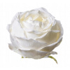 Rose Artificial Head, 10 cm 12 ks. krémový (Rose Product Head Artificial Flower 8 cm 12 ks)