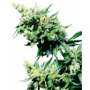 Sensi Seeds Cannabis Seeds Hash Plant® Regular, 10 ks