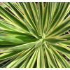 Juka list - yucca aloifolia - 100g sekaný
