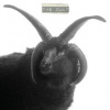 Cult - Cult [CD]