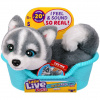 Moose Toys Little Live Pets My Really Real Puppy Mini's - Aurora Husky (MS26648)