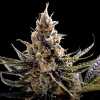 DNA Genetics 24k Gold neobsahuje THC 3 semena