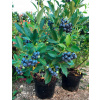 American Blueberry Early Blue 4-Lata 3L je ovocie! (American Blueberry Early Blue 4-Lata 3L je ovocie!)