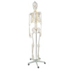 Kostra človeka v životnej veľkosti, anatomický Model, 1:1,180 cm