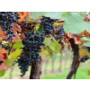 Viničné štepy - Alibernet