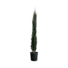 Cyprus vždyzelený FloraSelf Cupressus sempervirens 'Totem' 100-125 cm kvetináč 10 l