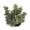 Bršlen japonský FloraSelf Euonymus Japonicus 'White Spider' kvetináč 2 l