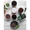 Záhradná pôda - Pozemná pôda dusený pre Marant Kalanta Cteanthe Alocasia Super Set 5l Set (Pozemná pôda dusený pre Marant Kalanta Cteanthe Alocasia Super Set 5l Set)