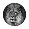 Fototapeta vliesová Lev č/š 95 cm
