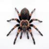 Brachypelma auratum Samec