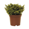 Smrek obyčajný FloraSelf Picea abies 'Little Gem' výška 15-20 cm kvetináč 2 l