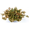 Plavúnka schúlivá (Selaginella lepidophylla) (Ruža z Jericha)