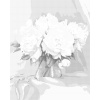 ZUTY Bodkovanie - BIELE PIVÓNIE Rámovanie: bez rámu a bez vypnutia plátna, Rozmer: 40x50 cm