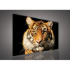 Obraz na plátne obdĺžnik - OB0529 - Tiger 80cm x 60cm - O6