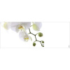 Obklad do kúpeľne mySPOTTI aqua Orchid phala 120x45 cm