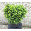 Smrek Obyčajný Cupressina - Picea Abies Cupressina Výška: 15 - 20cm, 3L