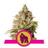 Royal Queen Seeds Royal Gorilla Balenie: 5