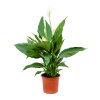 Spathiphyllum Largo 6/tray Bush pots.17x60 cm