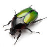 Chlorocala conjux L3