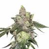 Seedstockers Girl Scout Cookies feminizovaná semena 3 ks Seedstockers neobsahuje THC nan