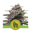 Royal Queen Seeds Royal Gorilla Auto Balenie: 5