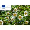 Camellian Stevitation - Stewartia Pseudocamellia (Camellian Stevitation - Stewartia Pseudocamellia)