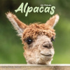 Alpacas, 30,5 x 30,5 30,5 x 61 cm 2026