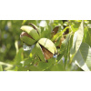 Orech kráľovský semenáč BIO FloraSelf Bio Juglans regia 150-180 cm kvetináč 7,5 l